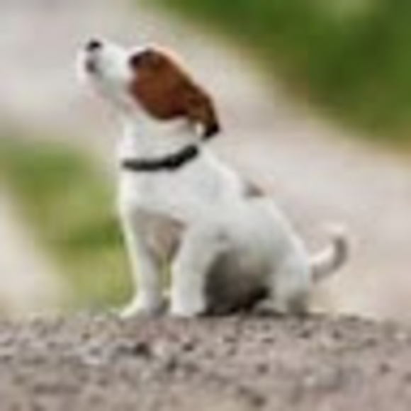 Meet your Posher, Isabelle - Picture 1 of 1